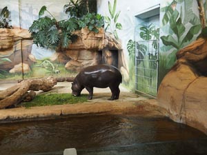 Hippo